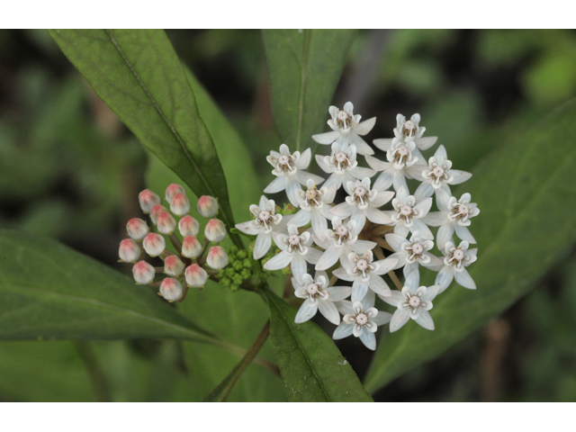 Asclepias perennis (White swamp milkweed) #50188