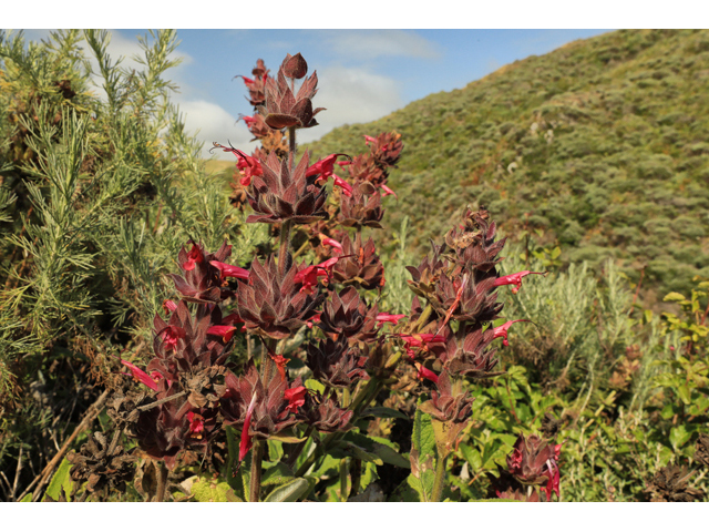 Salvia spathacea (Hummingbird sage) #50205