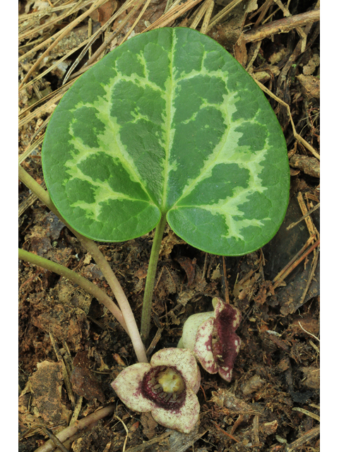 Hexastylis heterophylla (Variable-leaf heartleaf) #50274