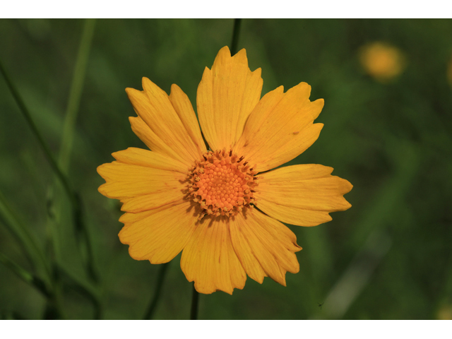 Coreopsis pubescens (Star tickseed) #50279