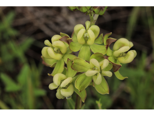 Asclepias connivens (Largeflower milkweed) #50299