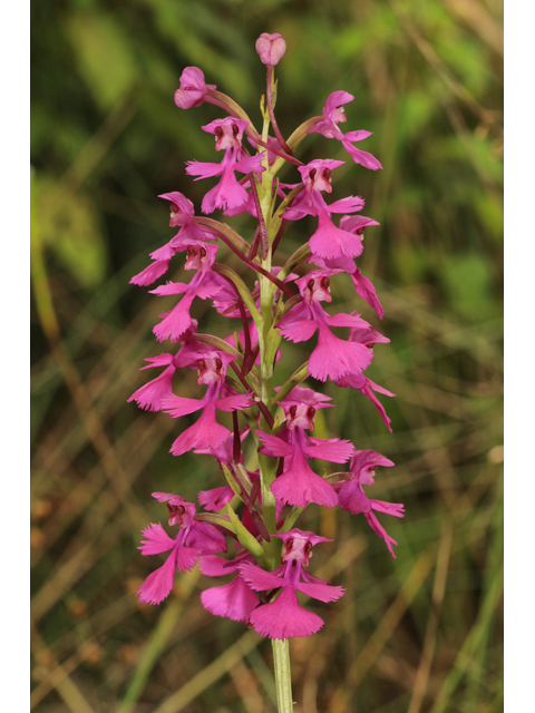 Platanthera peramoena (Purple fringeless orchid) #50311