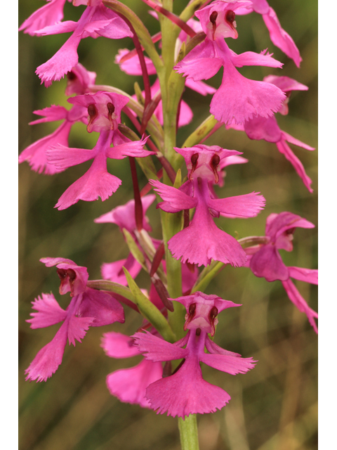 Platanthera peramoena (Purple fringeless orchid) #50317