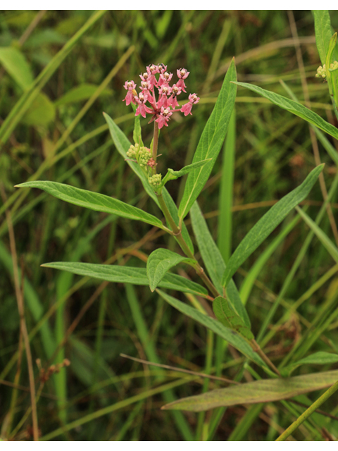 Asclepias incarnata ssp. incarnata (Swamp milkweed) #50318