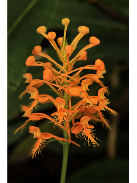 Platanthera ciliaris (Orange fringed orchid) #50332