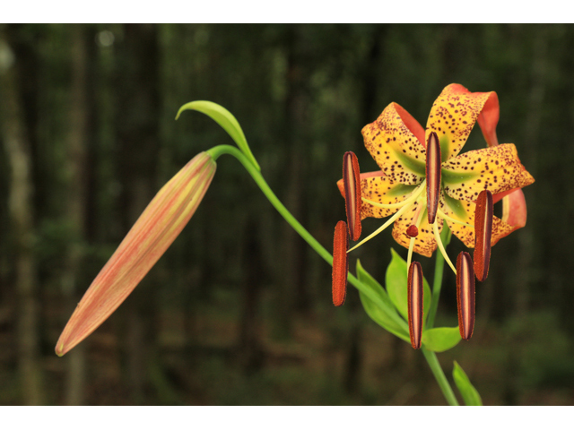 Lilium pyrophilum (Sandhills lily) #50338