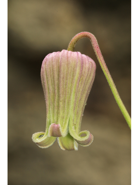 Clematis reticulata (Netleaf leather flower) #50343
