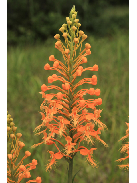 Platanthera ciliaris (Orange fringed orchid) #50347