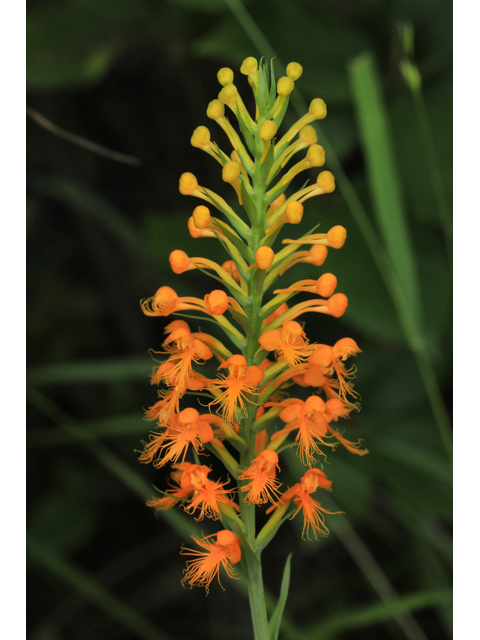 Platanthera cristata (Crested yellow orchid) #50348
