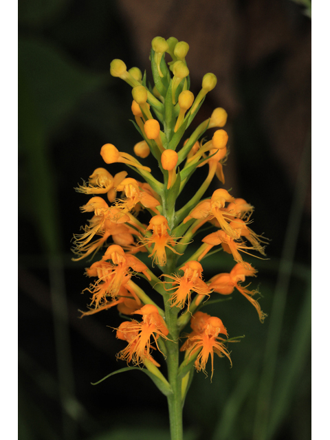 Platanthera cristata (Crested yellow orchid) #50349