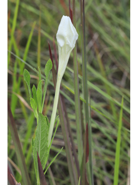 Ruellia noctiflora (Nightflowering wild petunia) #50353