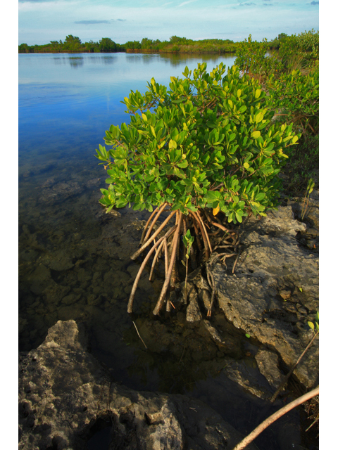 Rhizophora mangle (Red mangrove) #50413