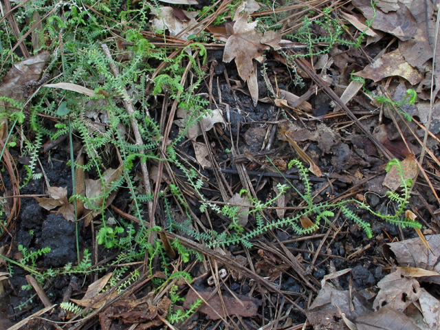 Selaginella ludoviciana (Gulf spike-moss) #50430