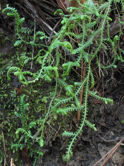 Selaginella ludoviciana (Gulf spike-moss) #50432