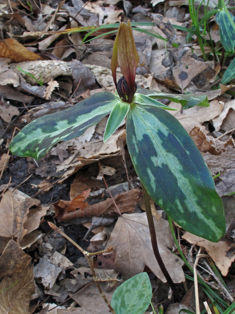 Trillium lancifolium (Lanceleaf wake-robin) #50451
