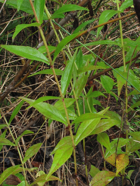Jamesianthus alabamensis (Alabama warbonnet) #52389
