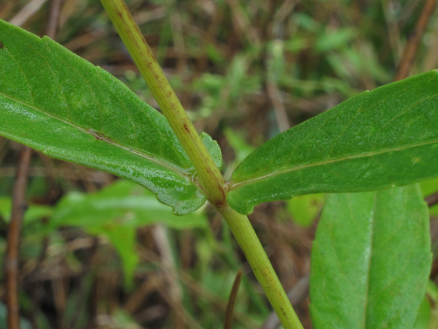 Jamesianthus alabamensis (Alabama warbonnet) #52390