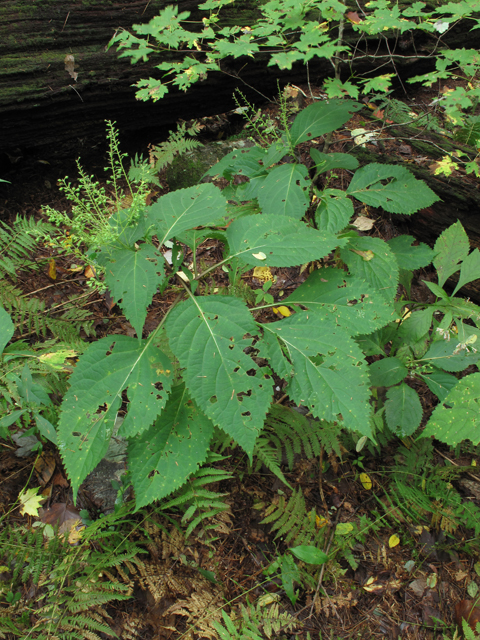 Collinsonia canadensis (Richweed) #52403