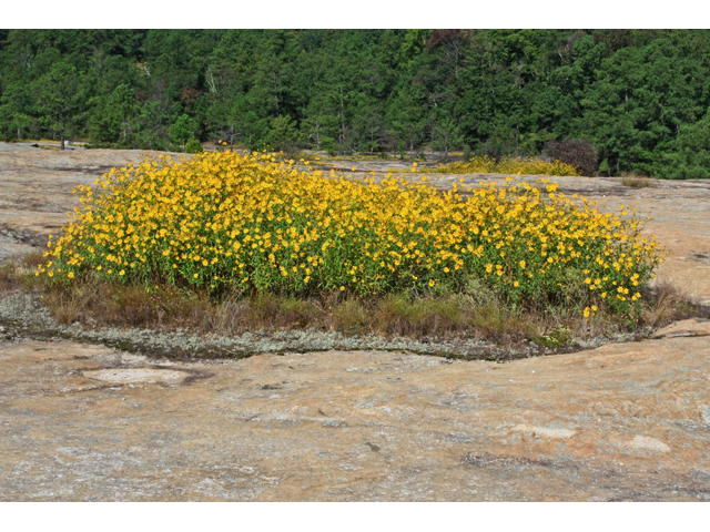 Helianthus porteri (Confederate daisy) #52413