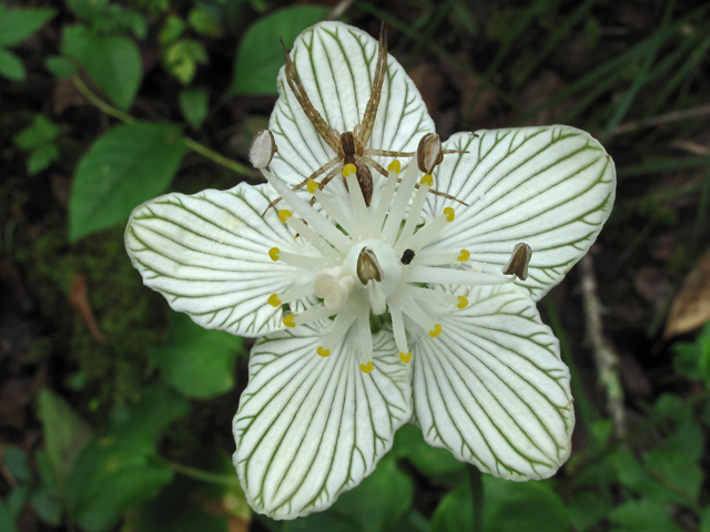 Parnassia asarifolia (Kidneyleaf grass-of-parnassus) #58152
