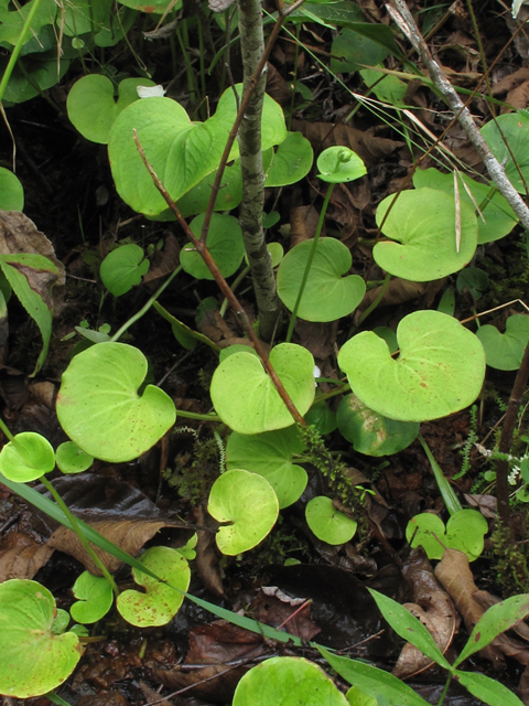 Parnassia asarifolia (Kidneyleaf grass-of-parnassus) #58153