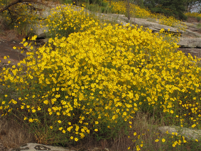 Helianthus porteri (Confederate daisy) #58204