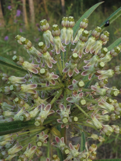 Asclepias hirtella (Green milkweed) #58259