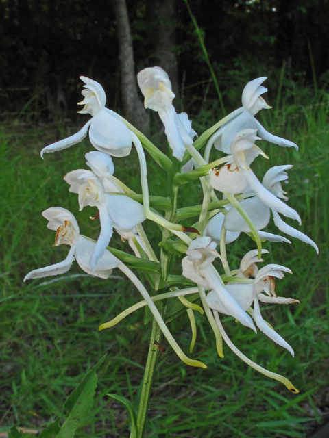 Platanthera integrilabia (White fringeless orchid) #58285
