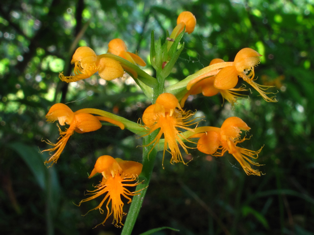 Platanthera cristata (Crested yellow orchid) #58288
