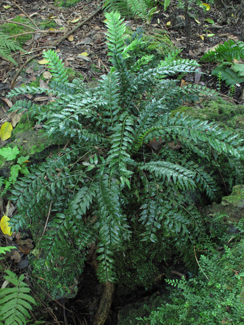 Lomariopsis kunzeana (Climbing holly fern) #58312