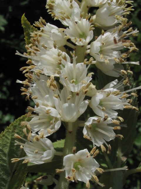 Clethra acuminata (Mountain pepperbush) #59872