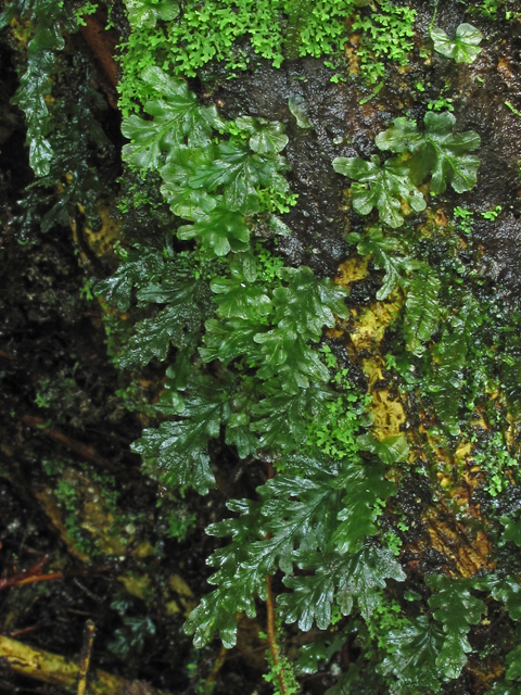 Trichomanes krausii (Treemoss bristle fern) #59945