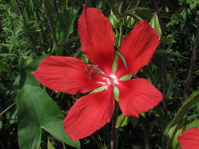 Hibiscus coccineus (Scarlet rosemallow) #59958
