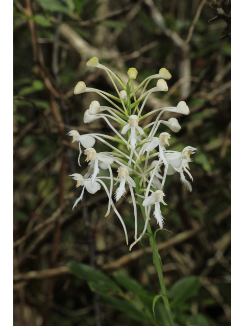 Platanthera blephariglottis var. blephariglottis (White fringed orchid) #59979