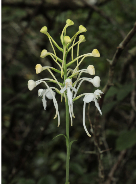 Platanthera blephariglottis var. blephariglottis (White fringed orchid) #60007