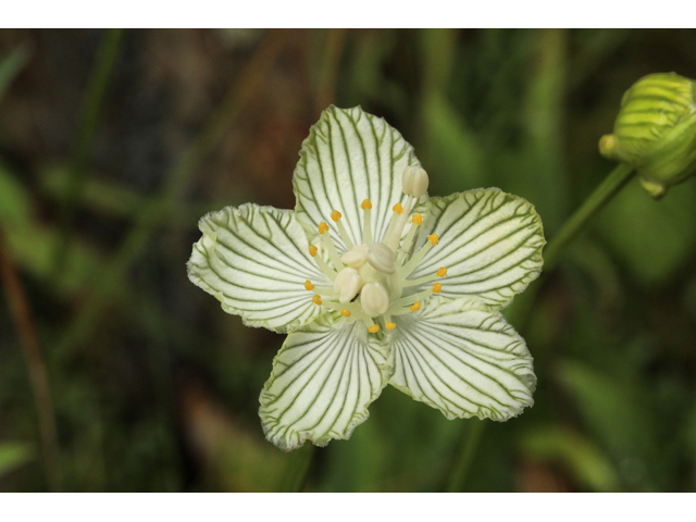 Parnassia asarifolia (Kidneyleaf grass-of-parnassus) #60027