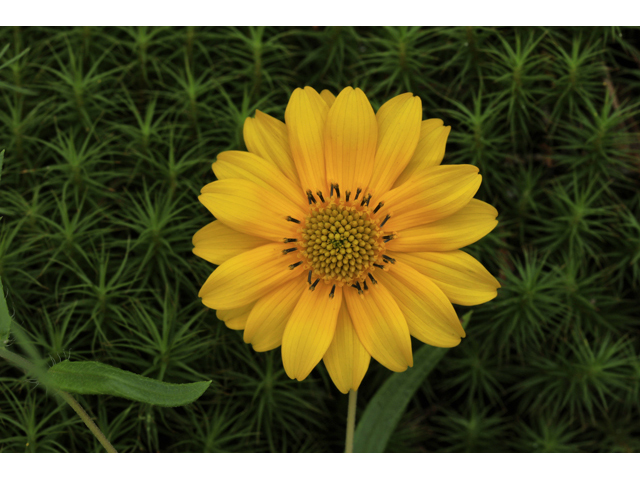 Helianthus porteri (Confederate daisy) #60034