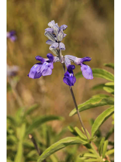 Salvia farinacea (Mealy blue sage) #60054