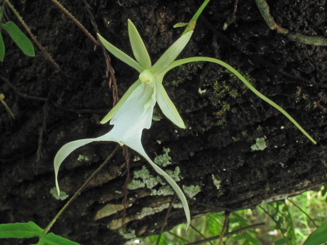 Dendrophylax lindenii (Ghost orchid) #60350