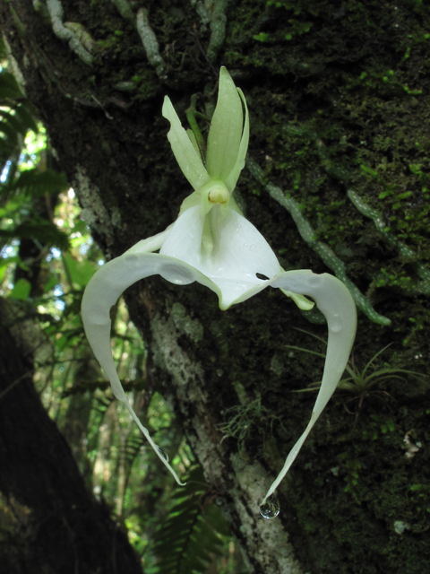 Dendrophylax lindenii (Ghost orchid) #60351