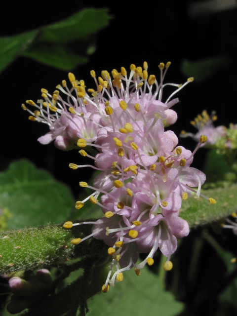 Callicarpa americana (American beautyberry ) #60368