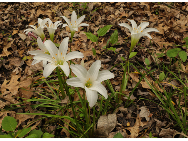 Zephyranthes atamasca (Atamasco lily) #60656