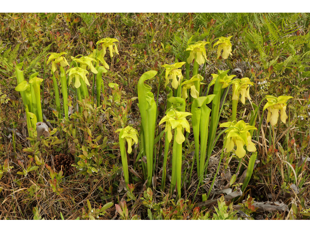 Sarracenia harperi (Harper's hybrid pitcherplant) #60664