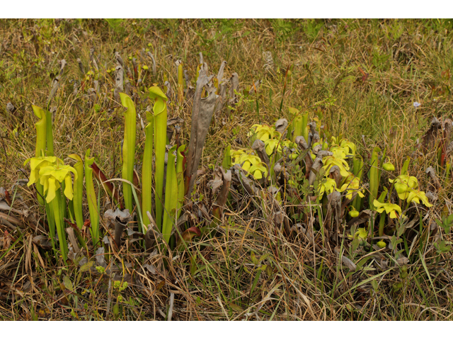 Sarracenia harperi (Harper's hybrid pitcherplant) #60665