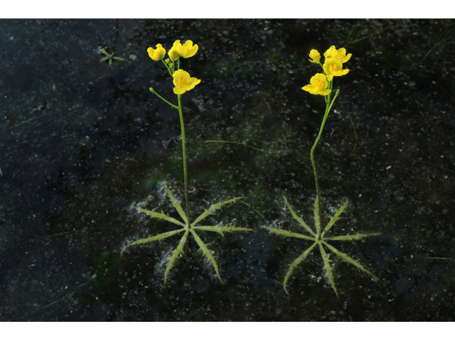 Utricularia inflata (Swollen bladderwort) #60678