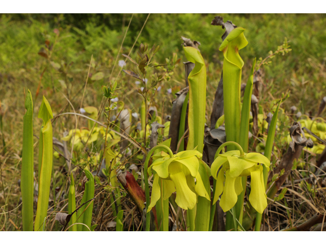 Sarracenia harperi (Harper's hybrid pitcherplant) #60830