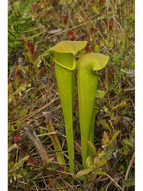Sarracenia harperi (Harper's hybrid pitcherplant) #60832