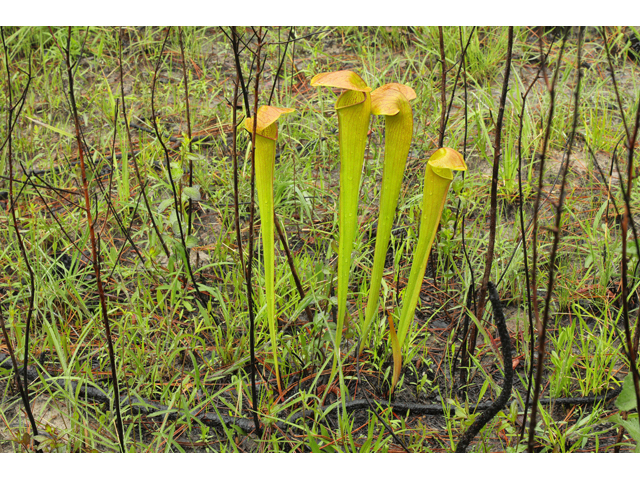 Sarracenia harperi (Harper's hybrid pitcherplant) #60833