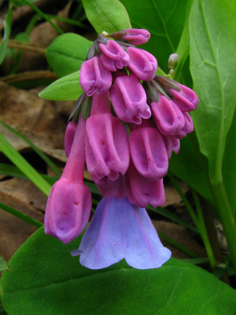 Mertensia virginica (Virginia bluebells) #61182