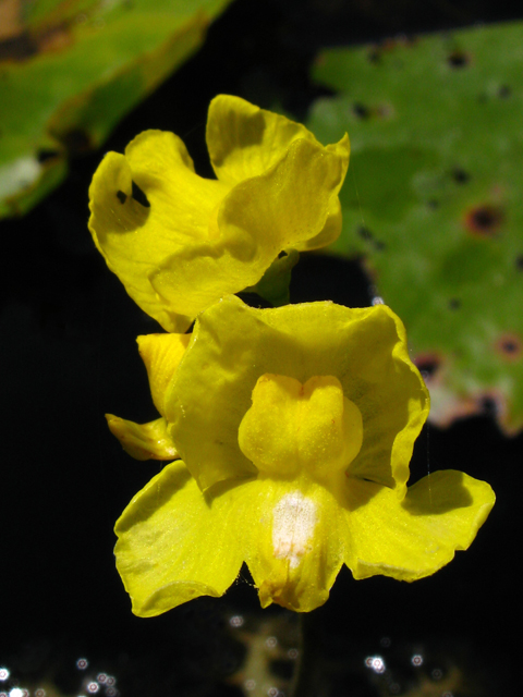 Utricularia inflata (Swollen bladderwort) #61208